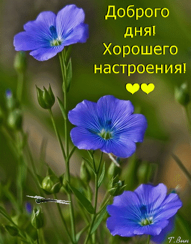 otkrytki-s-pozhelaniem-udachnogo-dnya-dobryy-den-druzya-1819 (1).gif