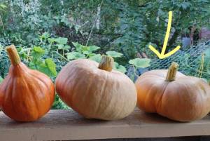 IMG_20240810_151645 (4)_LI.jpg