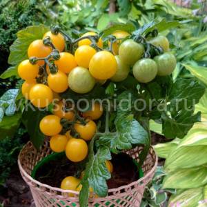1632111160_semena-tomata-bushmen-zheltyj(1)-900x900.thumb.jpg.b8deb6c1220223fbe0ace10fa409e6af.jpg