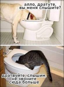 АЛЛО ДРАТУТЕ.jpg