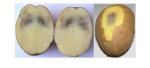 Screenshot 2026-03-04 at 12-41-11 Потемнение мякоти - РЕСПУБЛИКАНСКОЕ УНИТАРНОЕ ПРЕДПРИЯТИЕ «НАУЧНО-ПРАКТИЧЕСКИЙ ЦЕНТР НАЦИОНАЛЬНОЙ АКАДЕМИИ НАУК БЕЛАРУСИ ПО КАРТОФЕЛЕВОДСТВУ И ПЛОДООВОЩЕВОДСТВУ».png