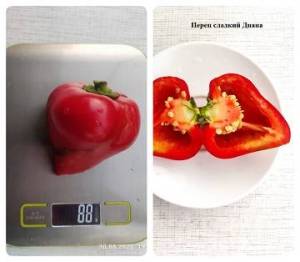 Перец сладкий Диана 30.08.23.jpg