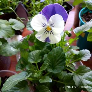 IMG_20200428_104102 - копия.jpg