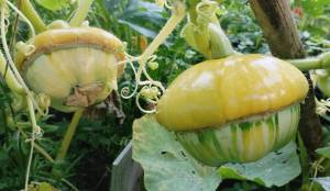 IMG_20250729_175557 (2).jpg