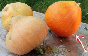 IMG_20250811_143548_LI (2).jpg