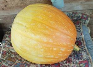 IMG-20240908-WA0003 (2).jpeg