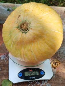 IMG_20250811_143311 (2).jpg