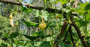 IMG_20240720_114606 (2).jpg