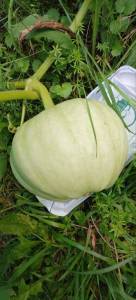 photo_2025-08-06_17-05-48 (2).jpg