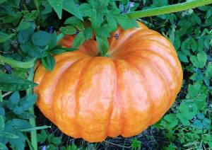 IMG_20240803_200840 (2).jpg