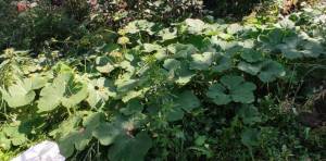 IMG-20240830-WA0011 (2).jpg