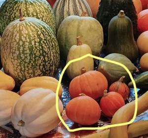 IMG_20241006_113032 (2)_LI.jpg