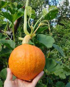 IMG_20240810_151114 (2).jpg