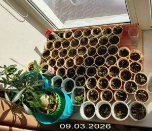 рассада 09.03.26.jpg