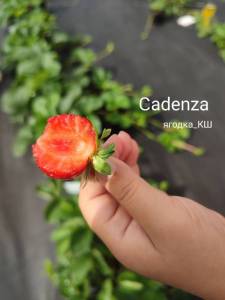 cadenza.thumb.jpg.7e90290ee5d4eafe8c82dd104df830f0.jpg