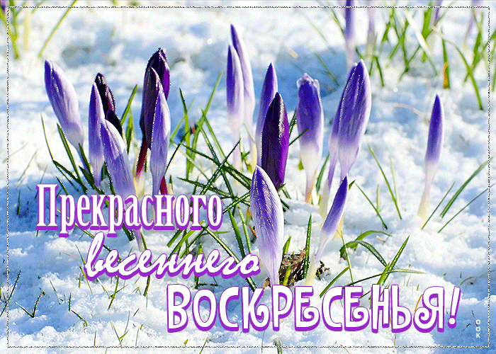 otkrytka-prekrasnogo-vesennego-voskresenya-132268.gif