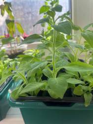 петунька .jpg