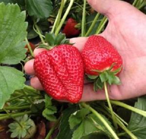 sweet_ann_strawberries.thumb.jpg.4e705a981dbfd3a1add3f6613f4bb6e0.jpg