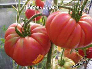 06CDB47D-C58A-45E9-870B-3DFC61DC7D91.thumb.jpeg.cef6a4f44b20e13704a2f8e9f835a11e.jpeg