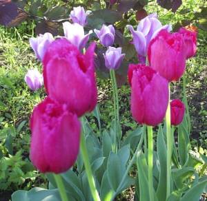 1.thumb.JPG.dfeaeda2864b2e24c0ca9a73c19d57ab.JPG