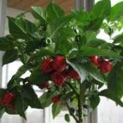 Светлана-Кр