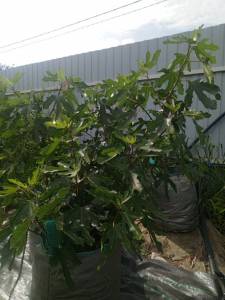 инжир 25 год.jpg