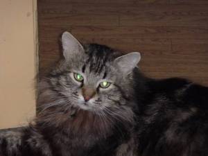 P1000117 - копия (3).JPG