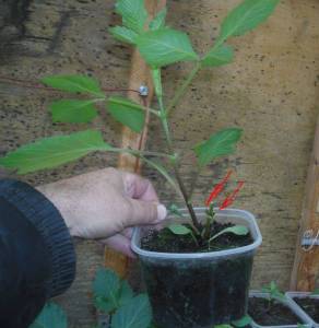 2.thumb.JPG.575ac86616c33f6c9f3497b143a13651.JPG
