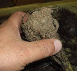 2.thumb.JPG.aa413cc9ba048c3138635fbfcbd9ef5e.JPG