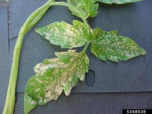 повреждение листа томата от холода.jpg