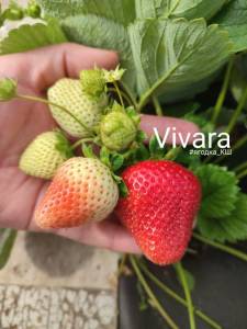 531732342_Vivara1.thumb.jpg.d6f3c7e521c70d56094d466de94c99af.jpg