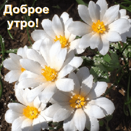 kartinki-life-ru-АнимированнаяОткрыткаДоброеУтро.gif