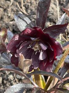 IMG_0241.jpeg