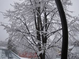 IMG_1284.thumb.JPG.43eca9087ae2344d47f8b17c5b847c89.JPG