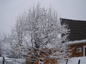 IMG_1286.thumb.JPG.8e6f303c1ecb78d822a3a55ddd2fb7ea.JPG