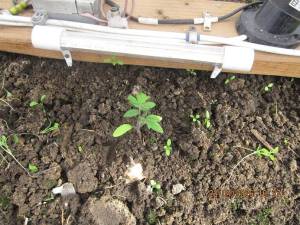 IMG_1302.thumb.JPG.ed56c47cebe473810501e63b4bc3ee5e.JPG