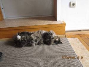 IMG_1309.thumb.JPG.9d885b3c6595a3ea7e090bf9bda53a51.JPG