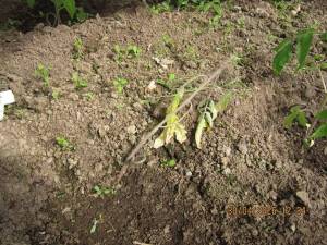 IMG_1315.thumb.JPG.2b620c8223fe6ec0c6e710d62c770d4e.JPG