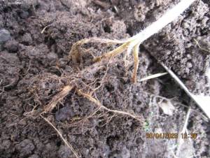 IMG_1316.thumb.JPG.a0d61de993d0c341d4d347b0415fa648.JPG