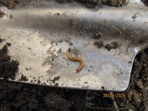 IMG_1317.thumb.JPG.ad433e2bd2568571f64432dad6fe44e6.JPG