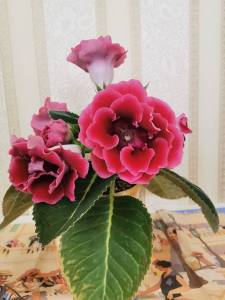 IMG_20230625_125237.thumb.jpg.c8685f726c66d29f39579d2de150003a.jpg