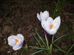 IMG_20260414_144319.thumb.jpg.1a07bef01cfcedea5eda98b730b63f70.jpg