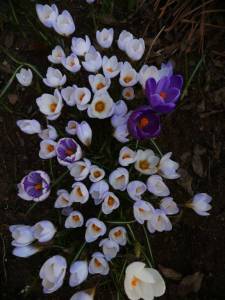 IMG_20260415_101707.thumb.jpg.2c0e1c16e247496d2748e36f92964e76.jpg