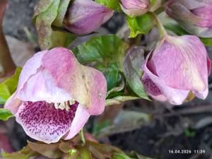 IMG_20260416_113923.jpg