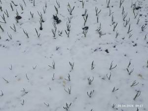 IMG_20260420_092726.jpg