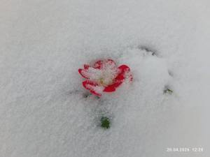 IMG_20260420_122041.jpg
