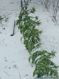 IMG_20260420_122334.jpg