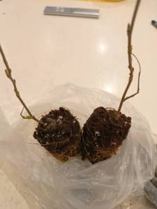 IMG_20260420_191737.jpg
