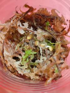 IMG_20260421_133932_Bokeh.jpg