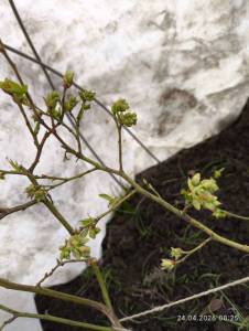 IMG_20260424_082525.thumb.jpg.3bd7179afee093ec14f37f6caa396838.jpg